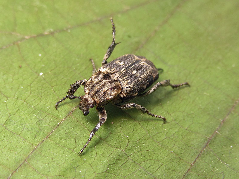 Cetoniidae: Valgus hemipterus, femmina